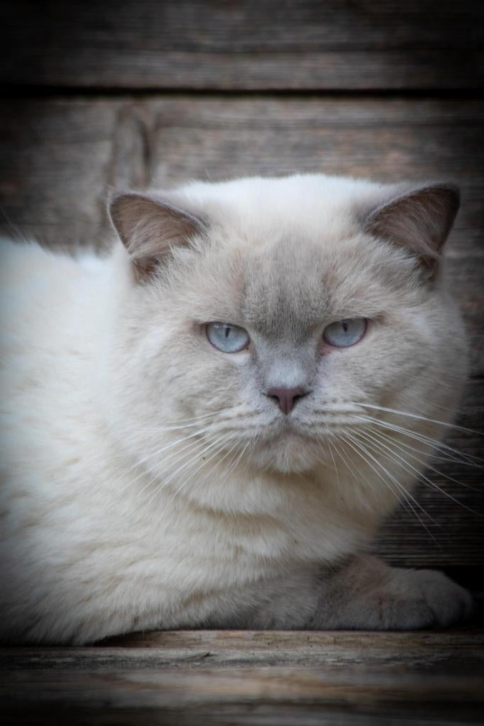 Lilac point dekkater britse korthaar met stamboom, 0 tot 2 jaar