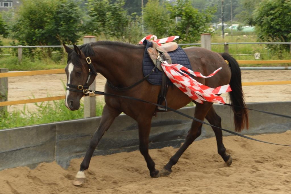 gedragstraining/trailerladen/zadelmakmaken/communicatie, Gedragstraining
