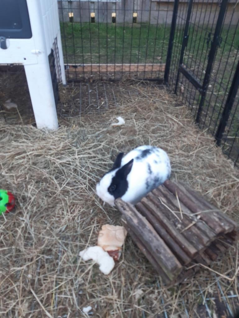 Ram en voedster kleurdwerg konijnen te koop.., Meerdere dieren, Dwerg, 0 tot 2 jaar
