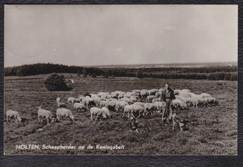 Holten - Schaapherder op de Koningsbelt, Ophalen of Verzenden, 1960 tot 1980, Gelopen, Overijssel