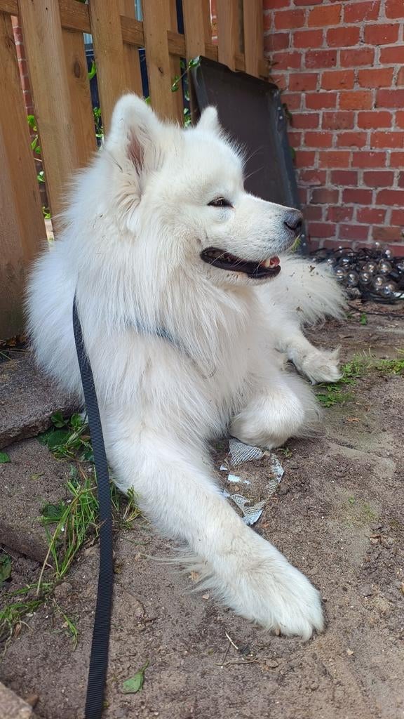 Samojeed Dekreu beschikbaar – Gezond & Sociaal –, Dieren en Toebehoren, Honden | Dekreuen, Reu, Particulier, Eén hond, Nederland
