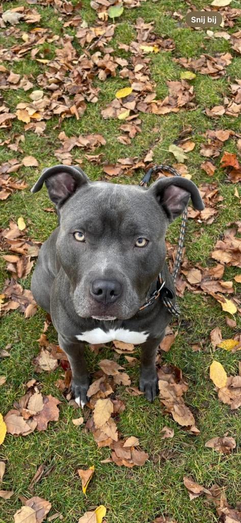 Dek reu Bellamy Blue. Bluenose Pitbull, Dieren en Toebehoren, Reu, Parvo, Eén hond, 3 tot 5 jaar