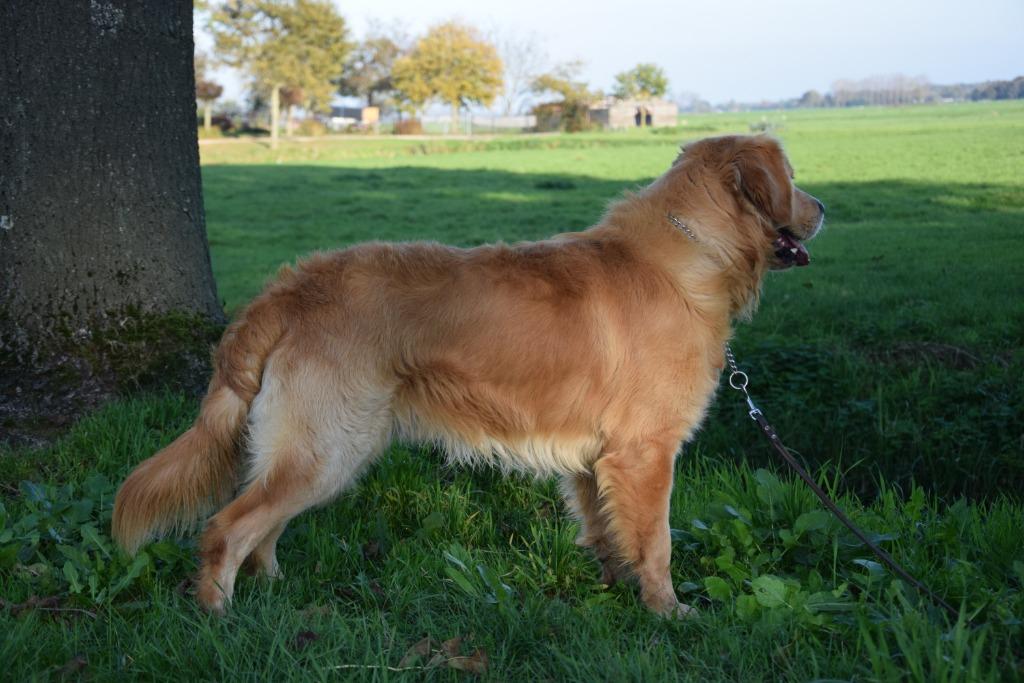 Golden Retriever dekreu met mooie fci stamboom, Dieren en Toebehoren, Reu, CDV (hondenziekte), 1 tot 2 jaar, Eén hond