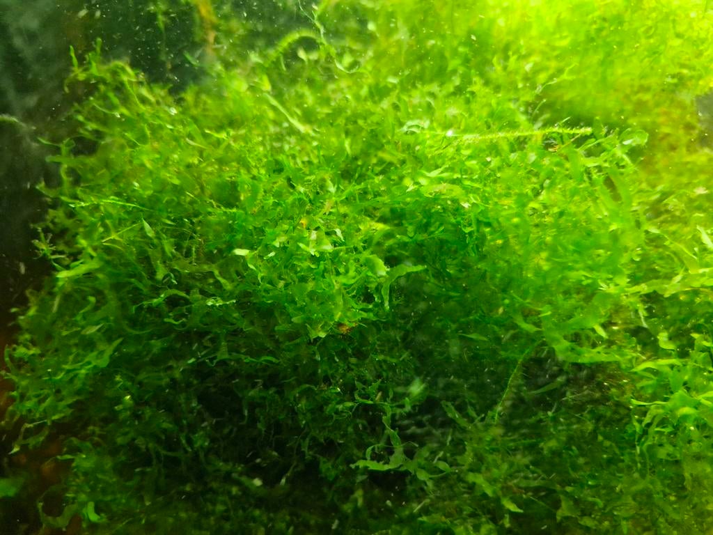Levermos voor aquarium, Dieren en Toebehoren, Vissen | Aquaria en Toebehoren, Ophalen, Plant(en), Steen of Hout