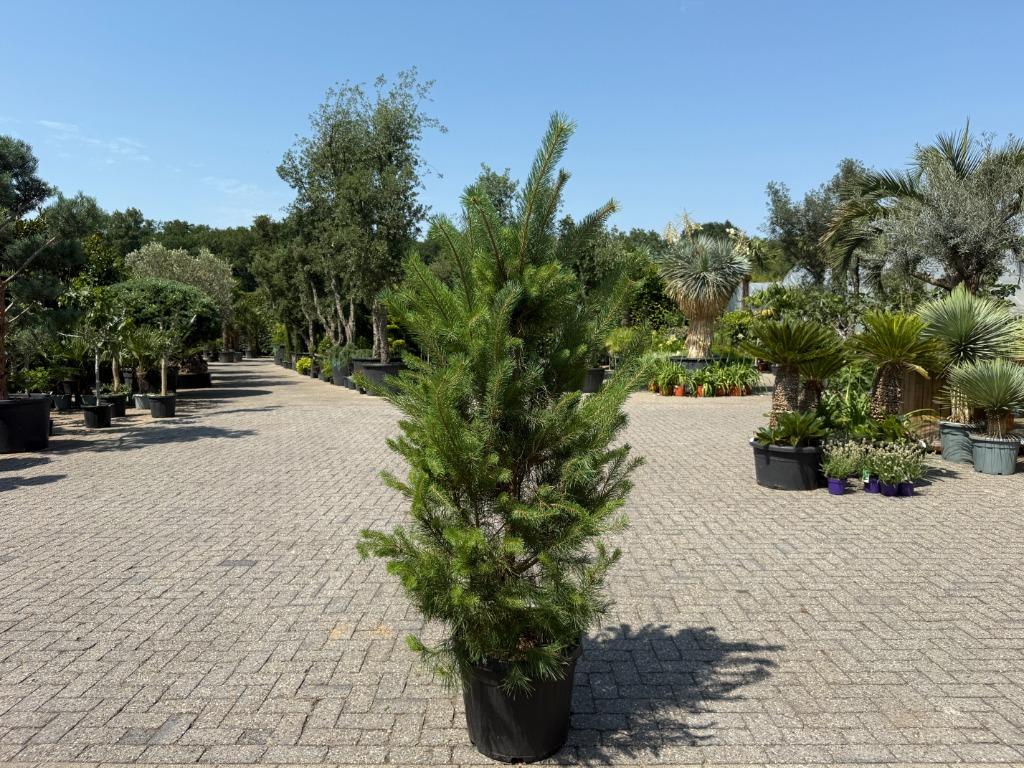 Pinus sylvestris - Grove den 160/180 cm te koop!!, Tuin en Terras, Volle zon, 100 tot 250 cm, Zomer, Overige soorten