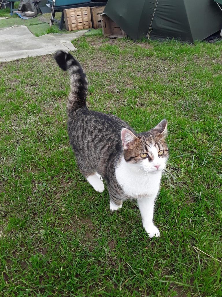 Boerdery kittens , reeds allemaal geplaatst !!!, Dieren en Toebehoren, Katten en Kittens | Overige Katten, Meerdere dieren, Kortharig