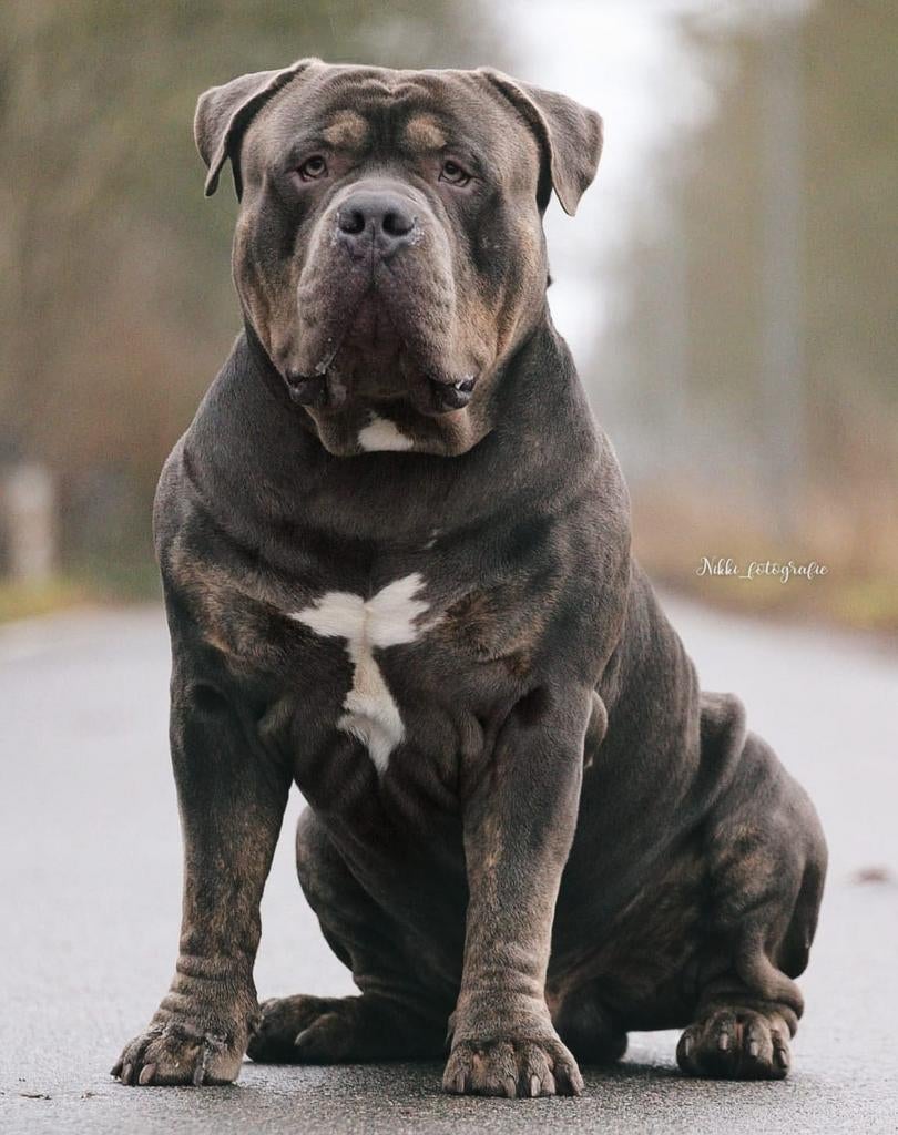 American Bully - XL-XXL Tri color dekreuen, Reu, Meerdere, CDV (hondenziekte), 3 tot 5 jaar