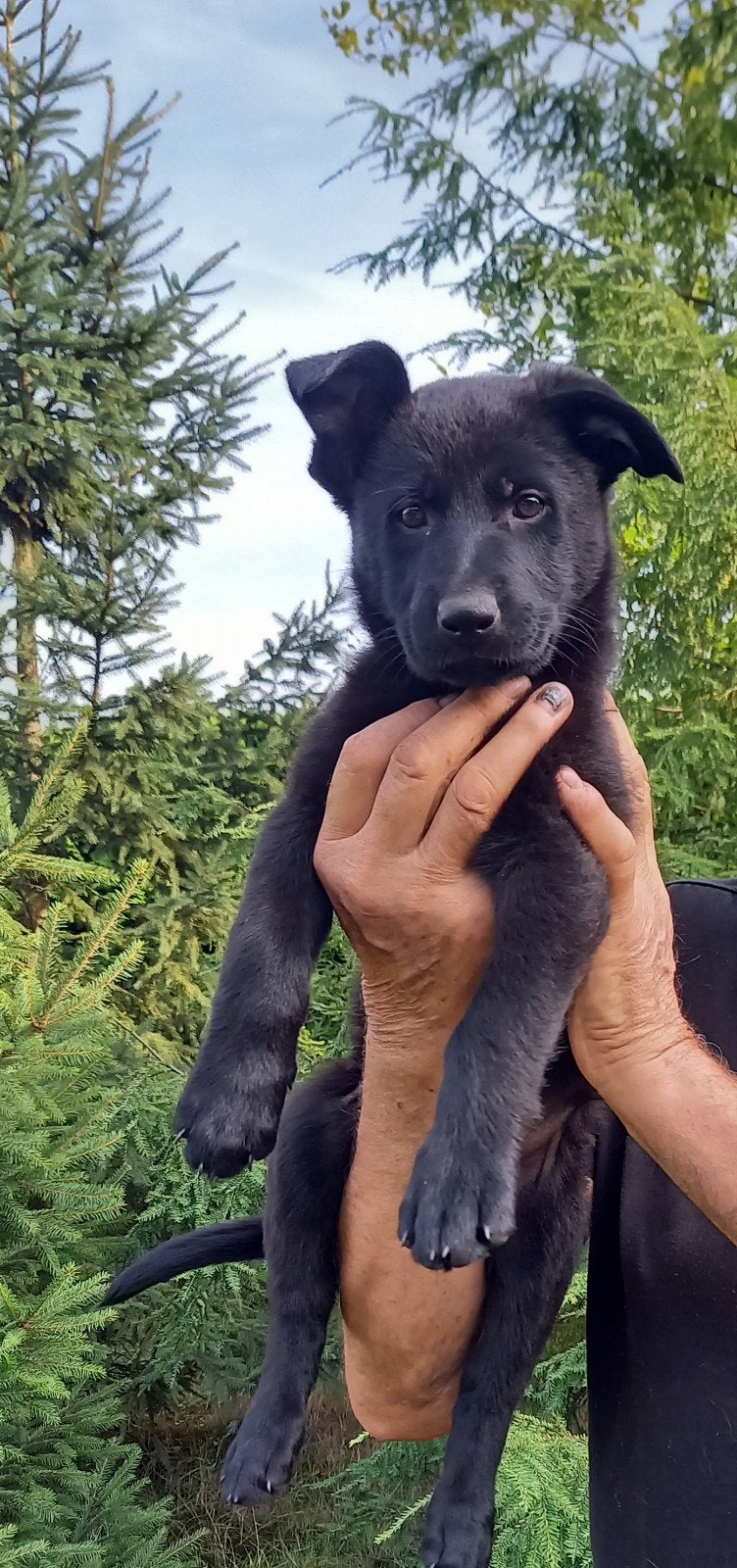 Zwart Duitse Herder teefje 8 weken uit Keurfok, Dieren en Toebehoren, Honden | Herdershonden en Veedrijvers, 8 tot 15 weken, Teef