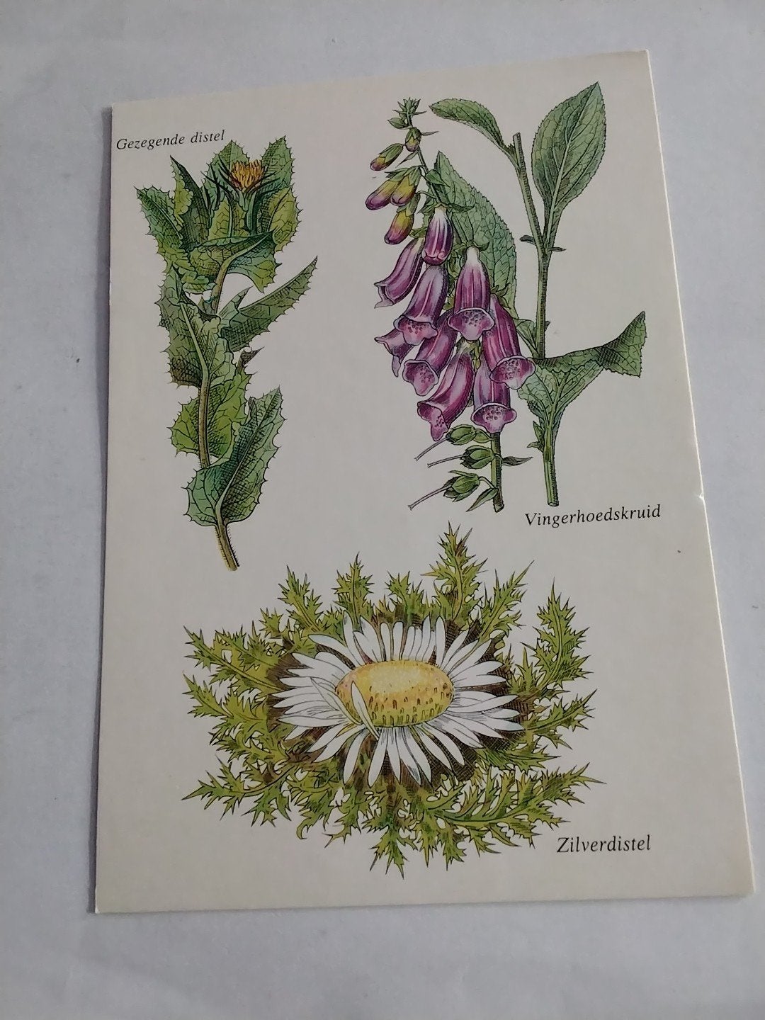 kaart: Gezegende Distel, Vingerhoedskruid, Zilverdistel, Ophalen of Verzenden, 1960 tot 1980, Ongelopen, Natuur