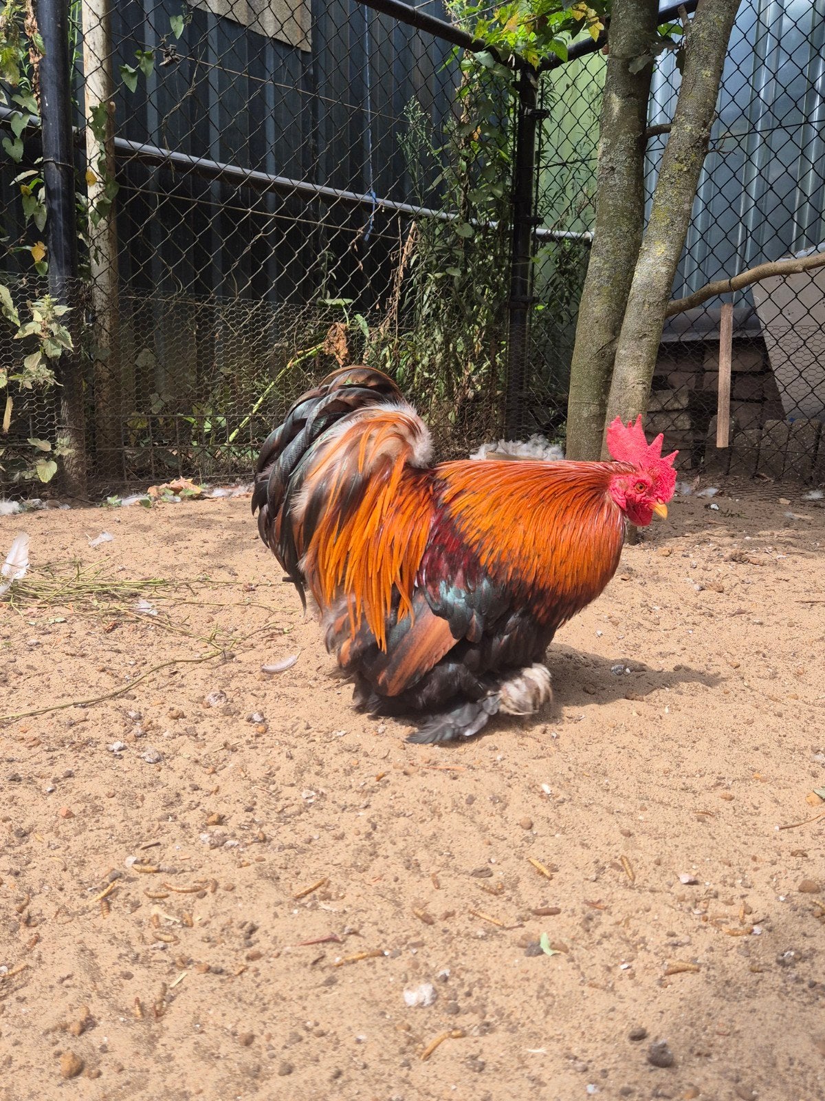 cochin kriel haan, Dieren en Toebehoren, Mannelijk, Kip