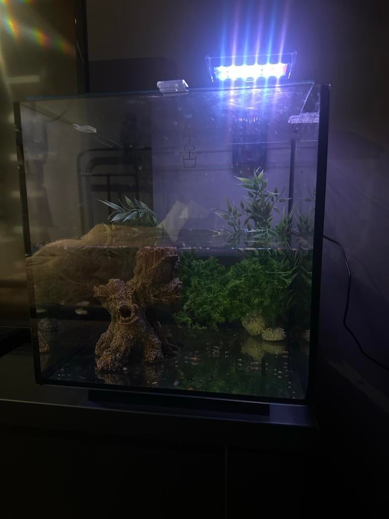 Aquarium met vissen en accessoires., Vis