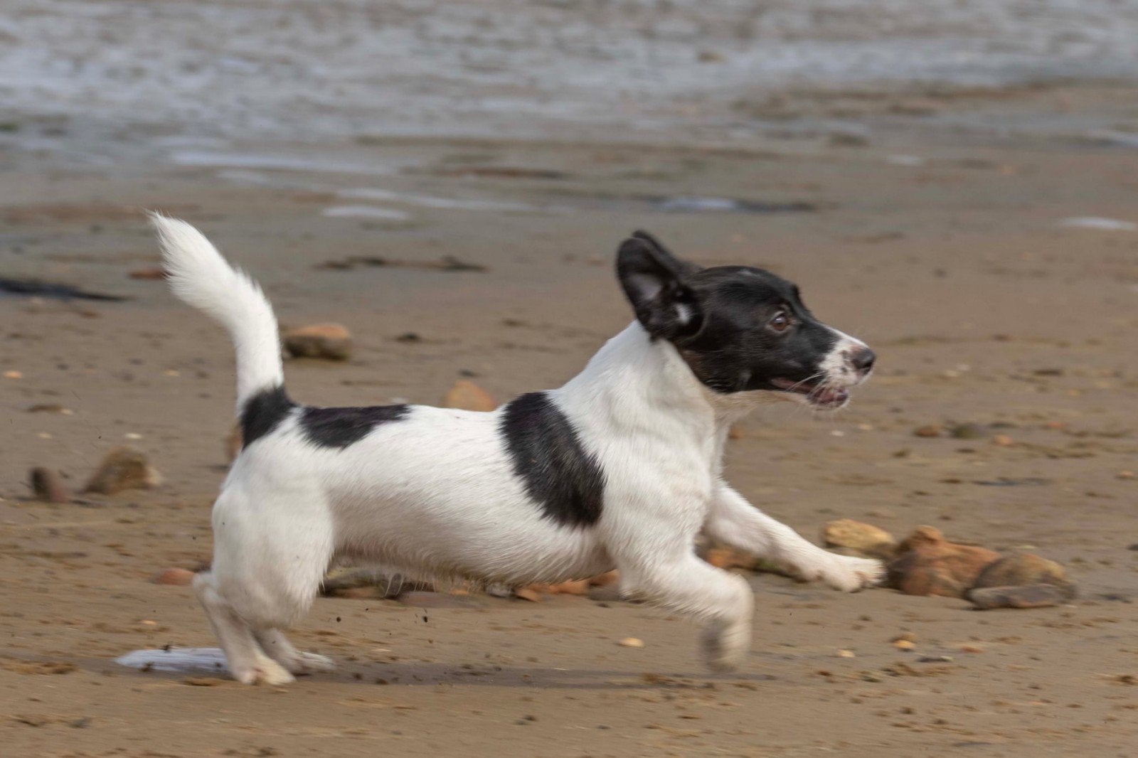 Lieve Jack Russell pups met stamboom, Dieren en Toebehoren, Honden | Jack Russells en Terriërs, Parvo, Meerdere, Meerdere dieren