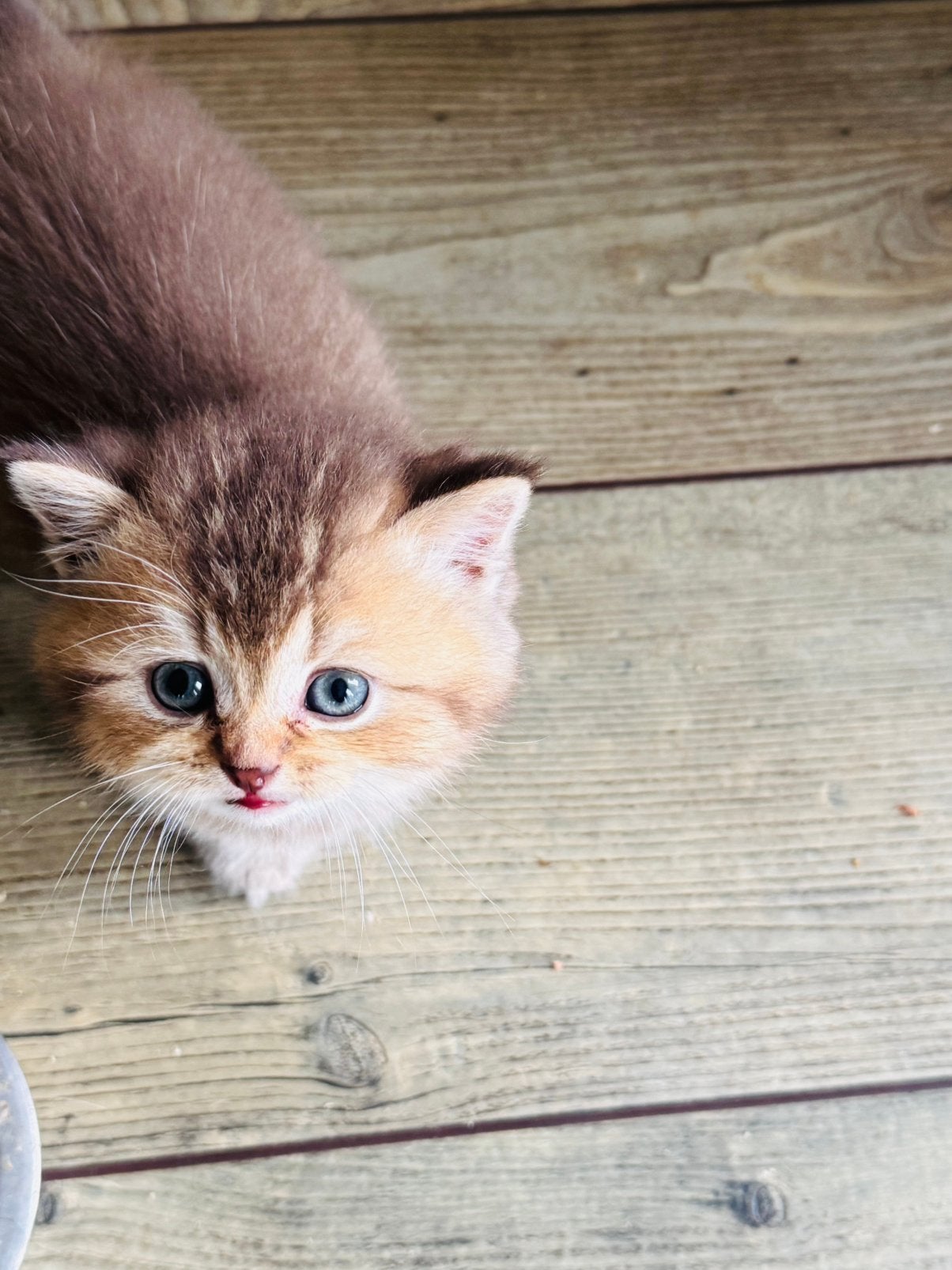 Te koop raszuivere golden shaded britse korthaar kittens, Dieren en Toebehoren, Katten en Kittens | Raskatten | Korthaar, Meerdere dieren