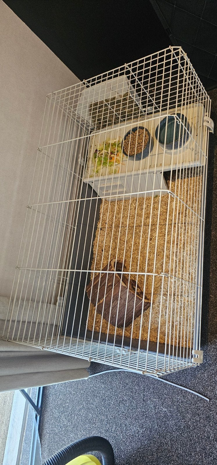 Gratis 2 cavia's vrouwtjes inclusief kooi, Dieren en Toebehoren, Knaagdieren, Vrouwelijk, Tam, Maart, Cavia