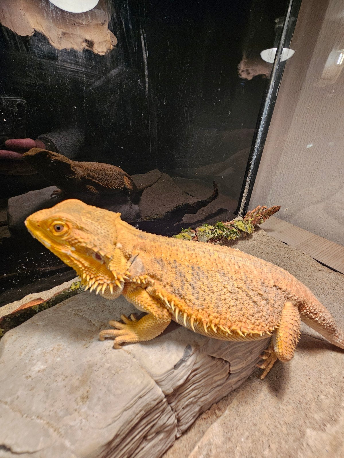 Baardagaam - Vrouw - Oranje - INCL Terrarium 100-40-50. Bearded Dragon photo 10