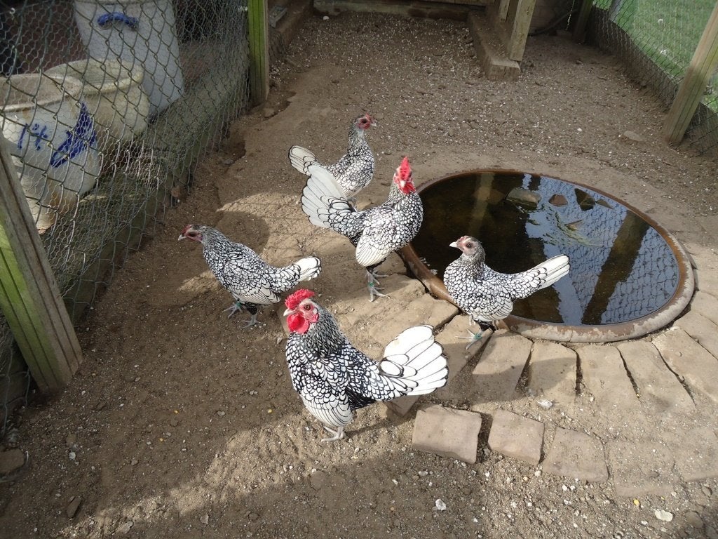 Zilver Sebright krielkippen, Dieren en Toebehoren, Pluimvee, Vrouwelijk, Kip