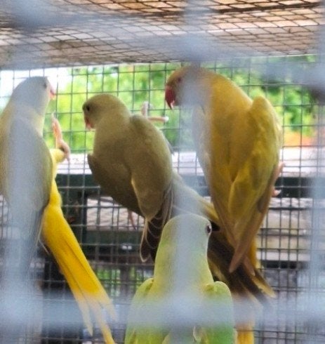 Jonge halsbandparkieten, Dieren en Toebehoren, Vogels | Parkieten en Papegaaien, Meerdere dieren, Parkiet
