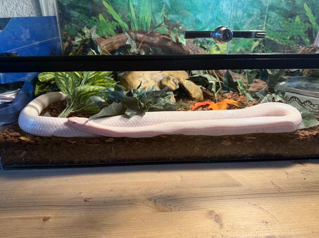 Korenslang Pantherophis Guttatus 2020 lavender Corn Snake - unknown for sale from Laurisa