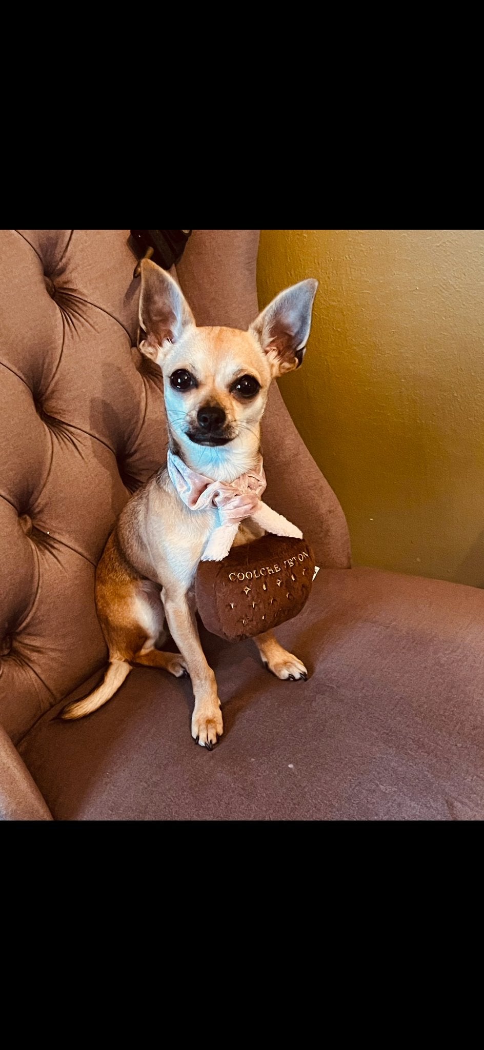 Lieve chihuahua, Dieren en Toebehoren, Honden | Chihuahua's en Gezelschapshonden, 1 tot 2 jaar, Teef, Parvo, Eén hond