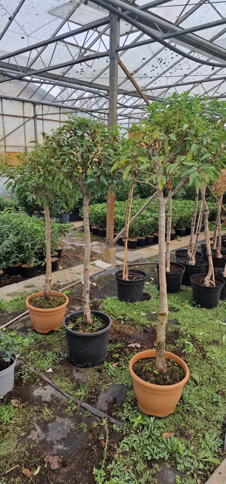 Portugese Laurier Bol op Stam - Prunus Lusitanica, Volle zon, Vaste plant, Lente, Ophalen