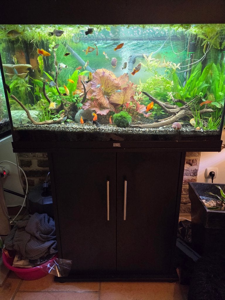 ​Juwel Rio 125 compleet met meubel en vissen - Direct weg, Ophalen, Gebruikt, Gevuld zoetwateraquarium, Pomp
