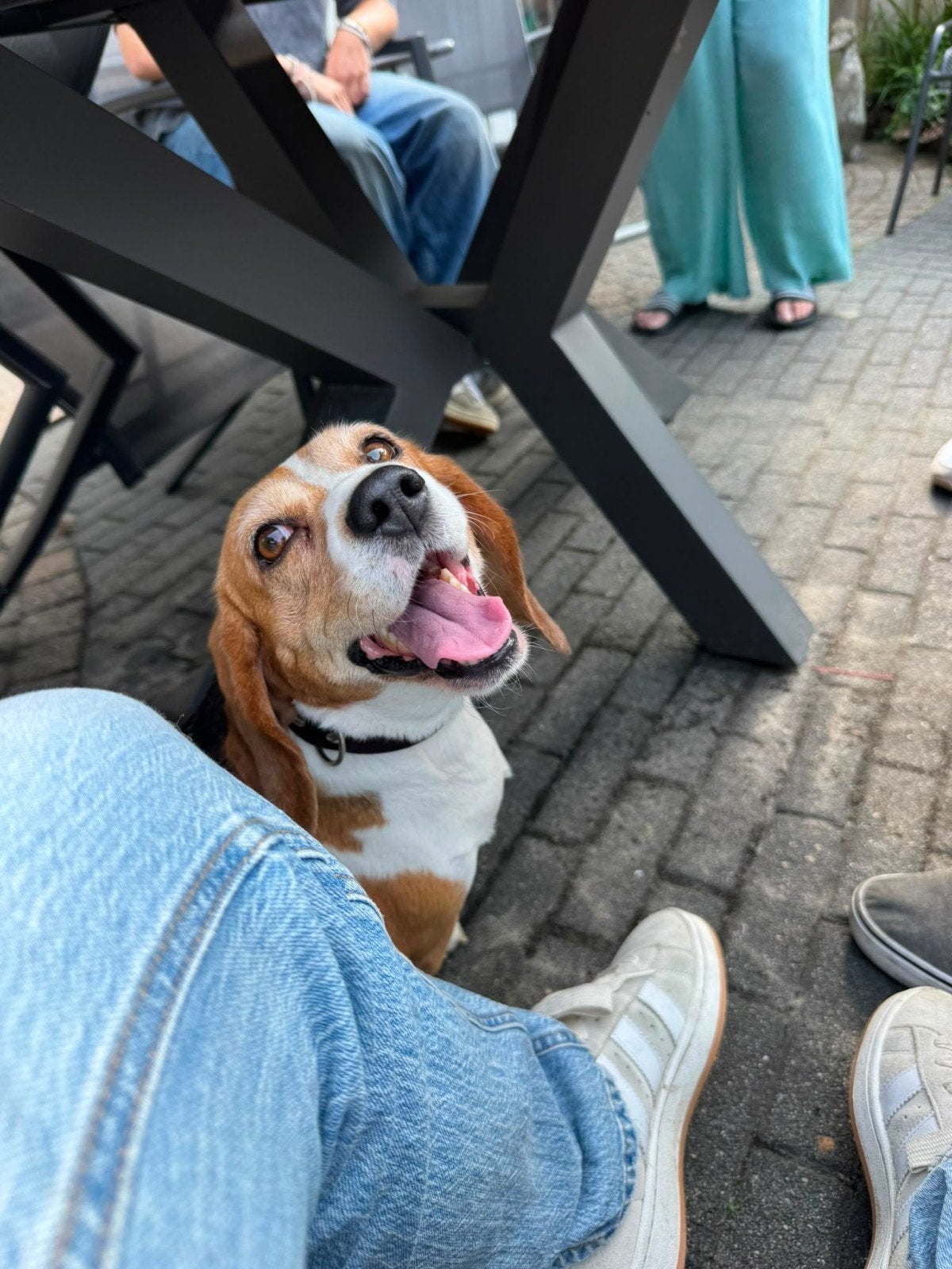 Beagle, België, Particulier, Teef, Eén hond