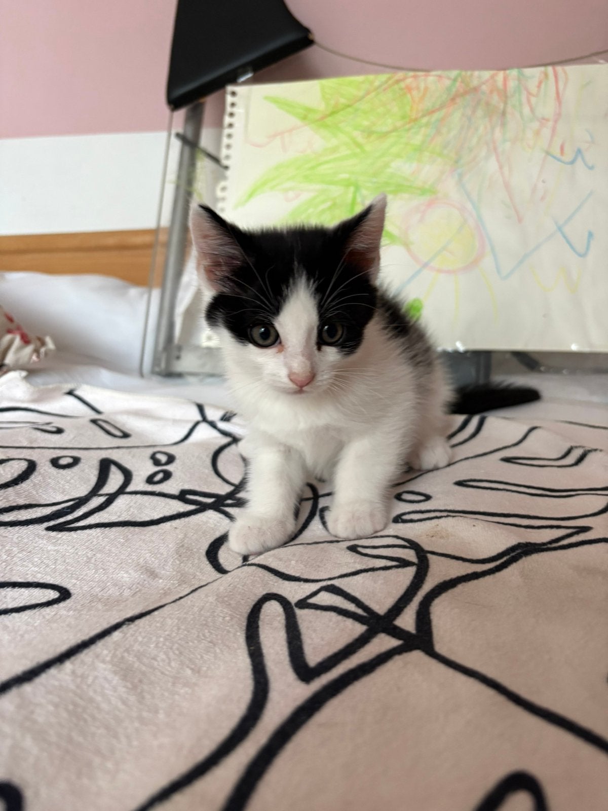 Kittens geboren 11 april. Vanaf 6 juni ophalen, Dieren en Toebehoren, Meerdere dieren