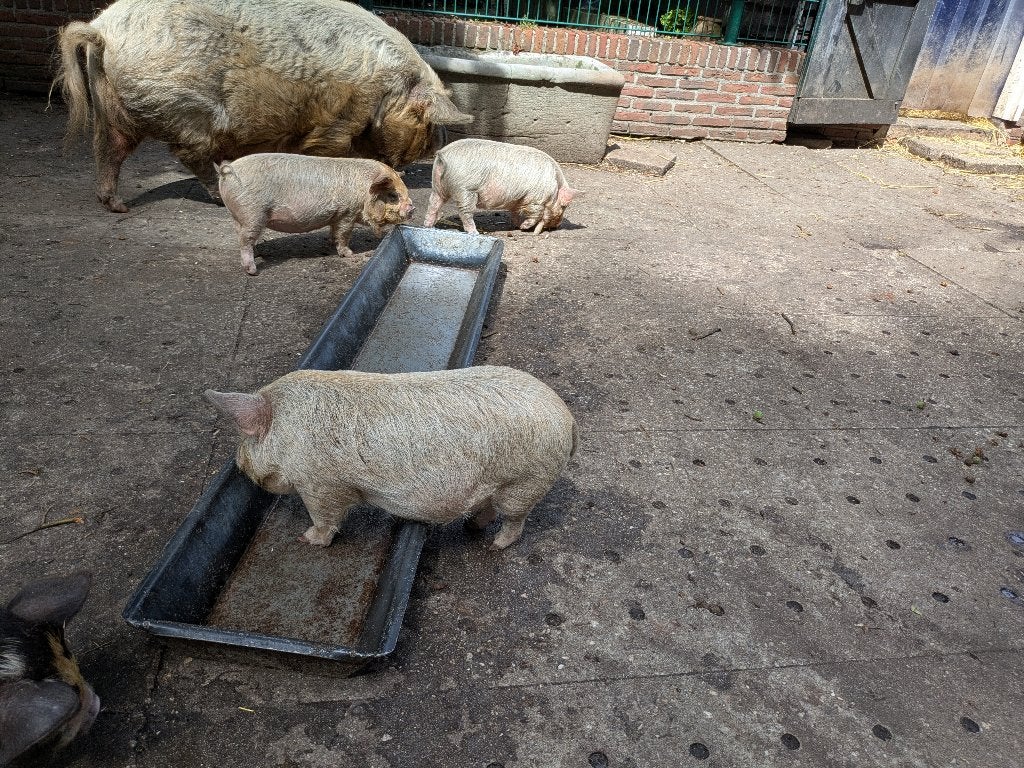Kune kune biggetjes, Meerdere dieren, Varken, 0 tot 2 jaar