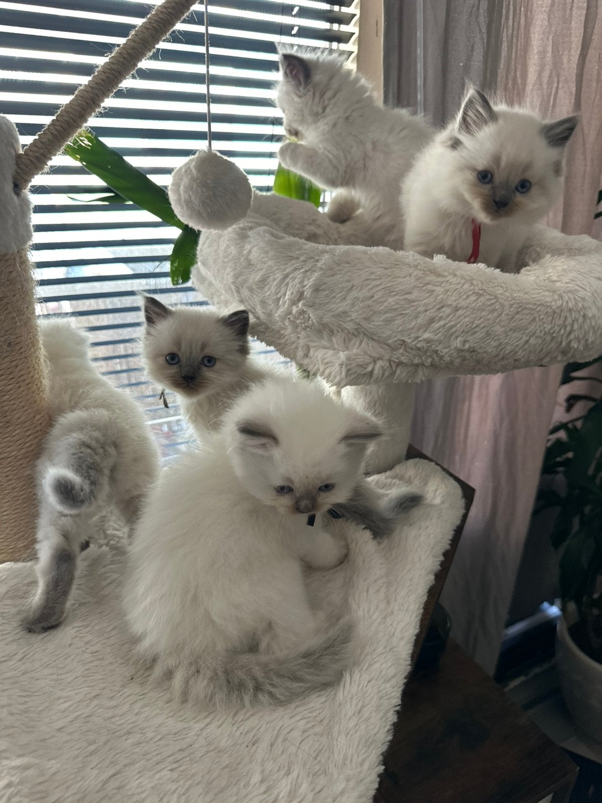 Ragdoll kruising britse langhaar fluffy kittens, Meerdere dieren, Ingeënt