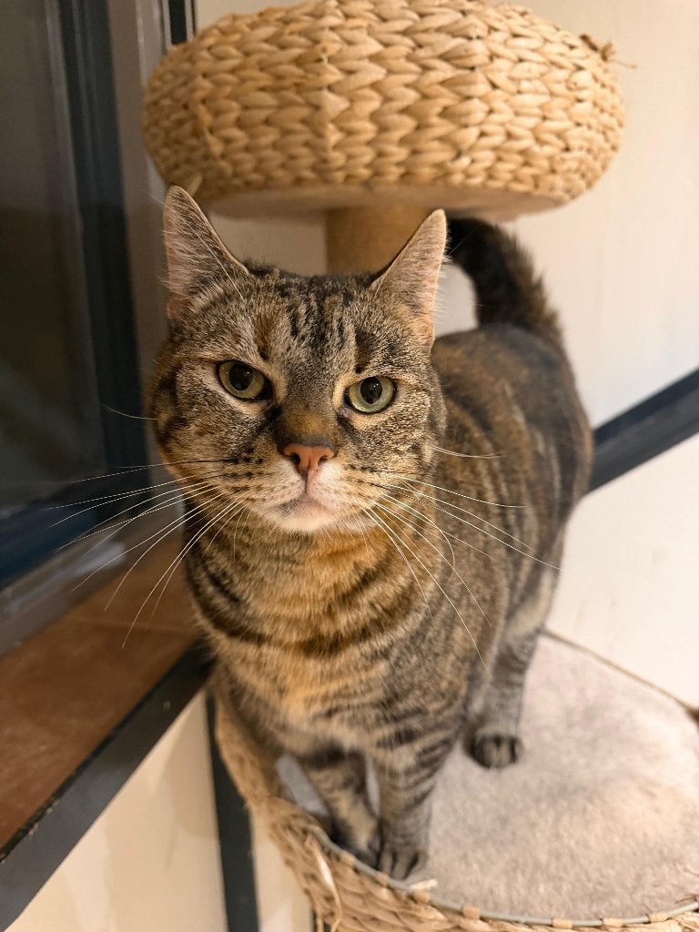 Katten zoeken een huis, Dieren en Toebehoren, Poes, Ontwormd, 3 tot 5 jaar