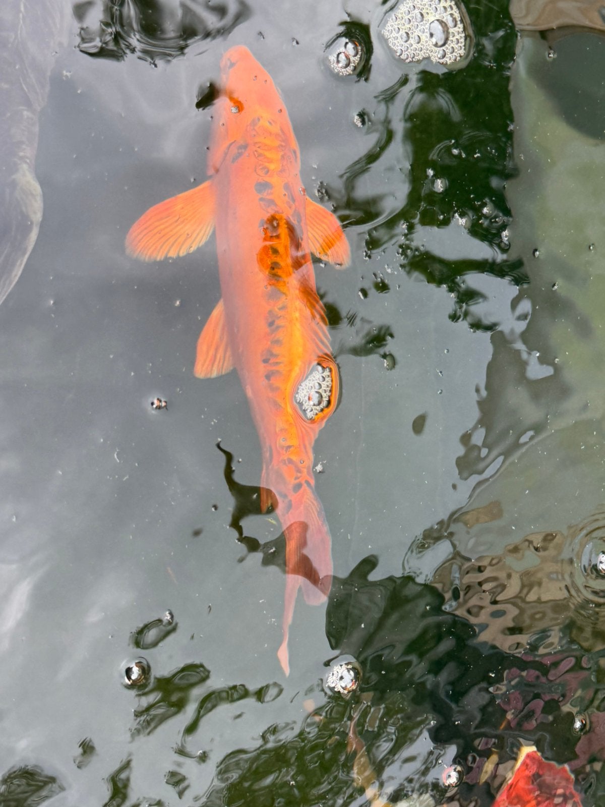 Japanse shusui koi, Karper of Koi