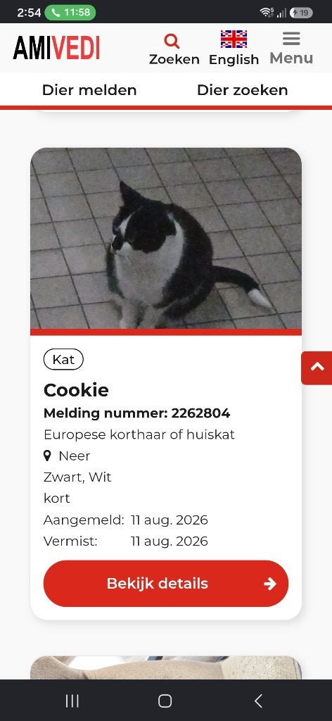 Cookie is missing, Dieren en Toebehoren, Kat