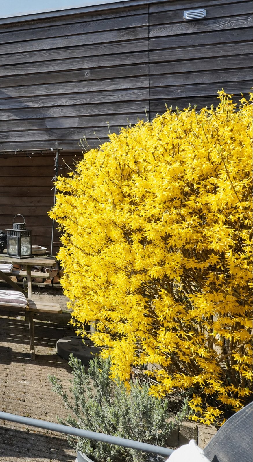 Forsythia struik - prachtige gele bloemen in de lente, Overige soorten, Volle zon, Vaste plant, Ophalen of Verzenden