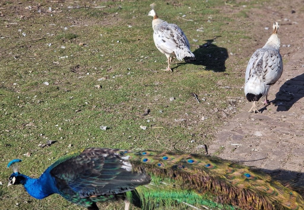 Pauwen pauw zwartvleugel, Dieren en Toebehoren, Mannelijk, Overige soorten