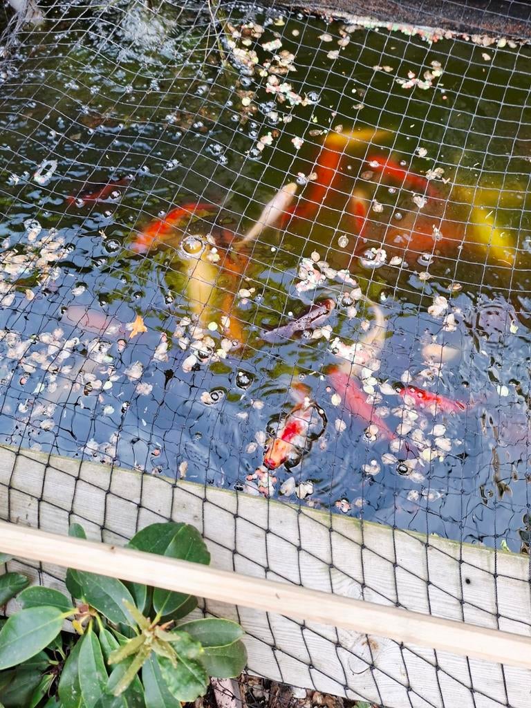 Tuinvijver met kleine kois, Dieren en Toebehoren, Vissen | Vijvervissen, Karper of Koi