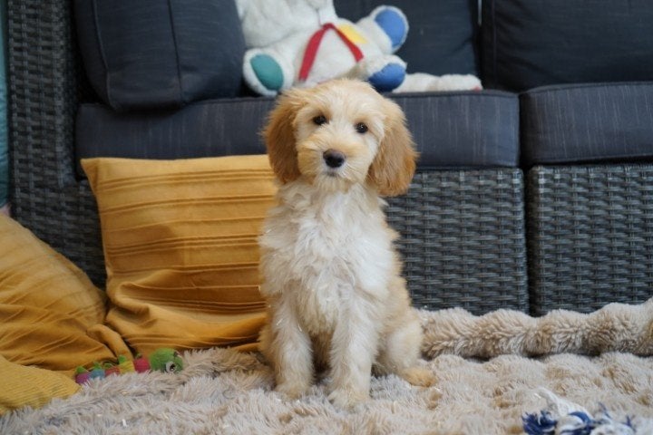 Medium kruising tibetaanse terrier - labradoodle pups., Nederland, Overige rassen, 8 tot 15 weken, CDV (hondenziekte)