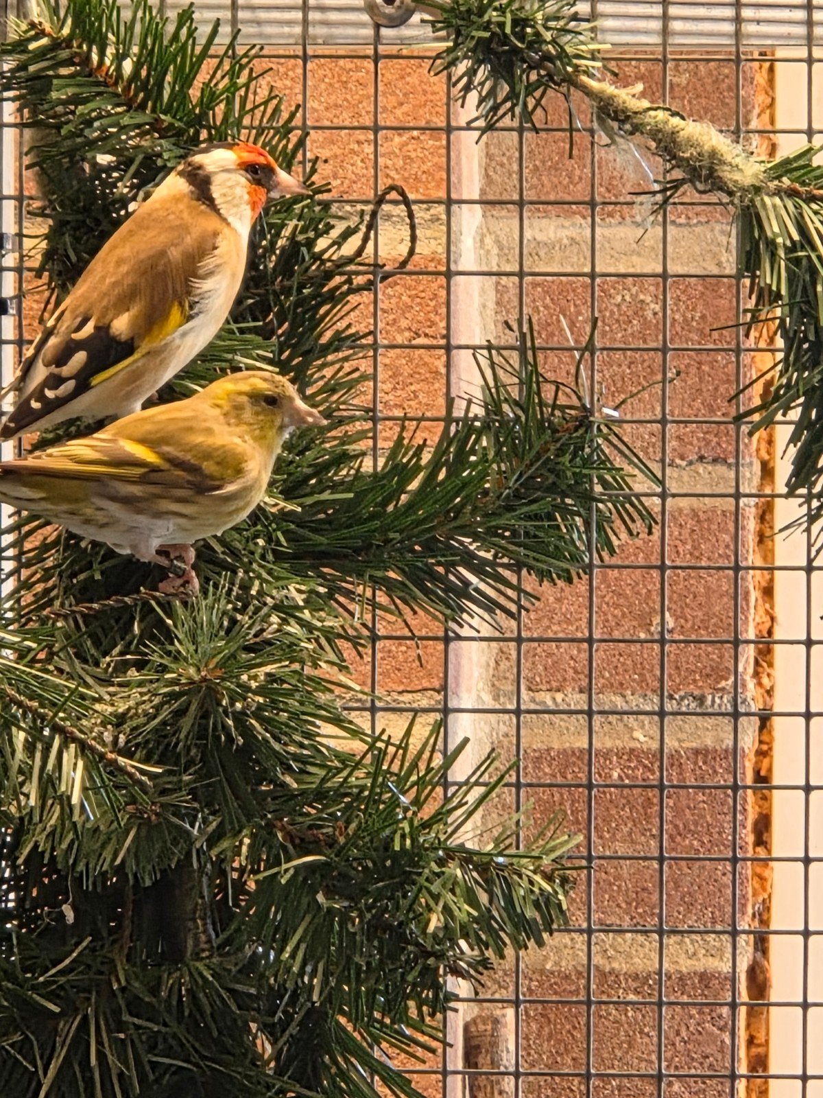 Europese sijs, Mannelijk, Wildzangvogel