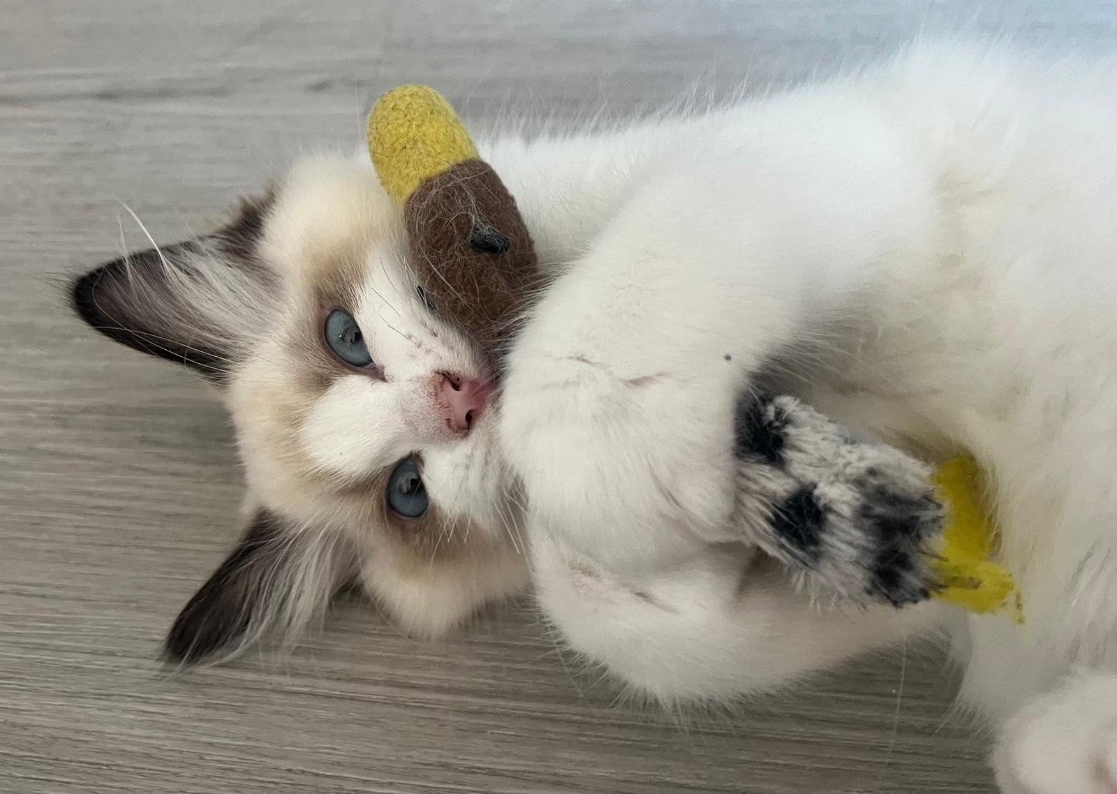 Ragdoll kittens met stamboom, Dieren en Toebehoren, Meerdere dieren, Met stamboom