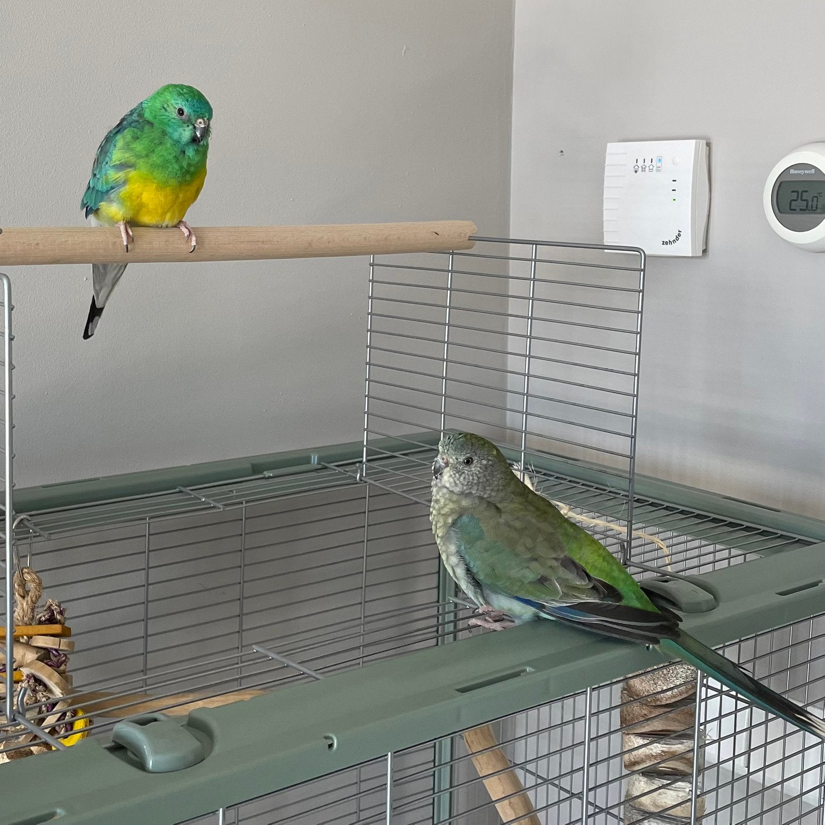 Koppel roodrugparkieten zoekt een blijvend, liefdevol thuis, Dieren en Toebehoren, Vogels | Parkieten en Papegaaien, Meerdere dieren