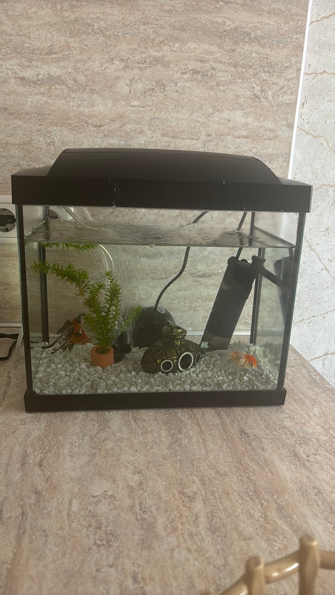 Compleet klein aquarium met 2 sluierstaart goudvissen, Vis