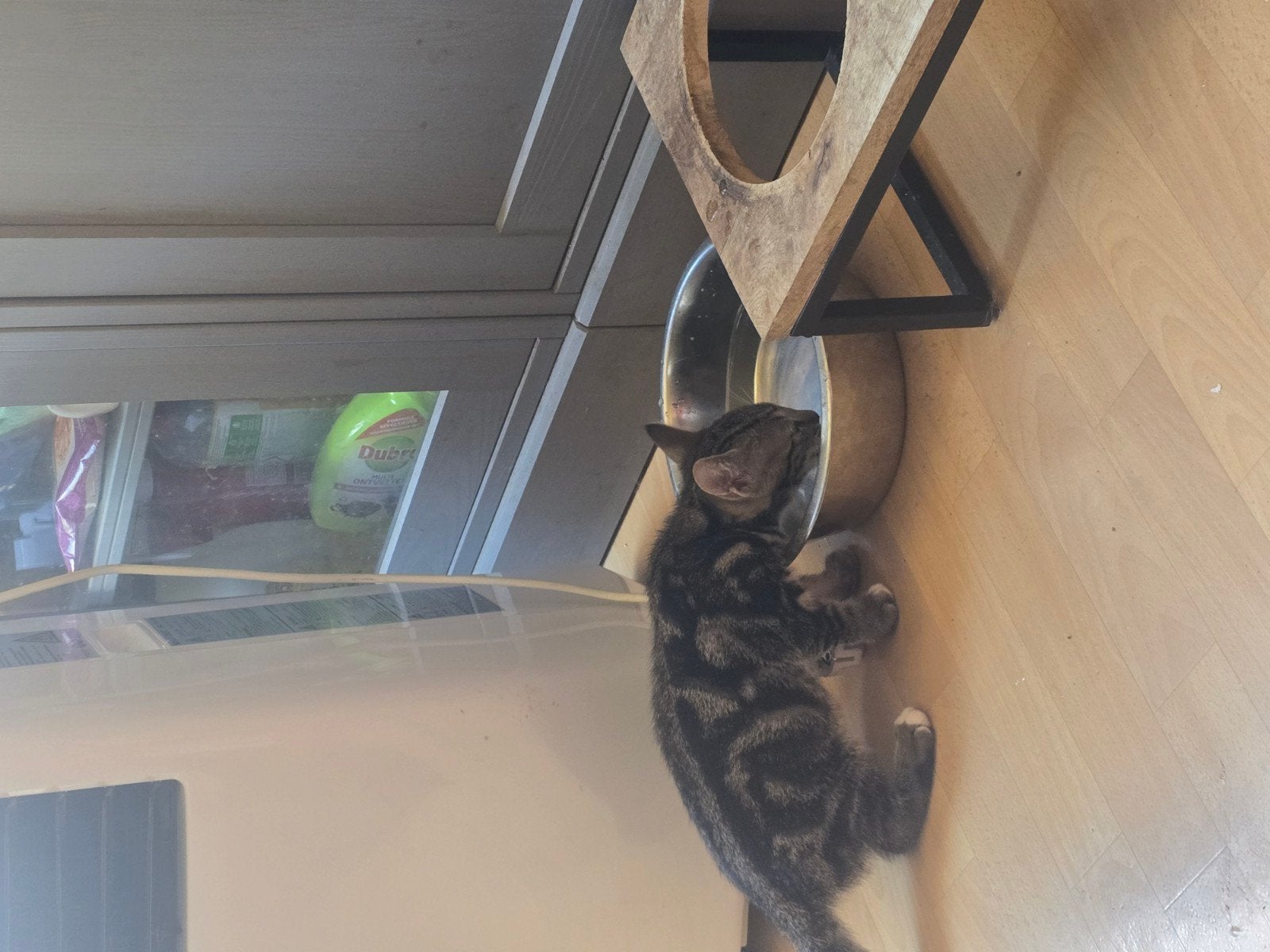 1 grijze kittens, Kater, Kortharig, 0 tot 2 jaar