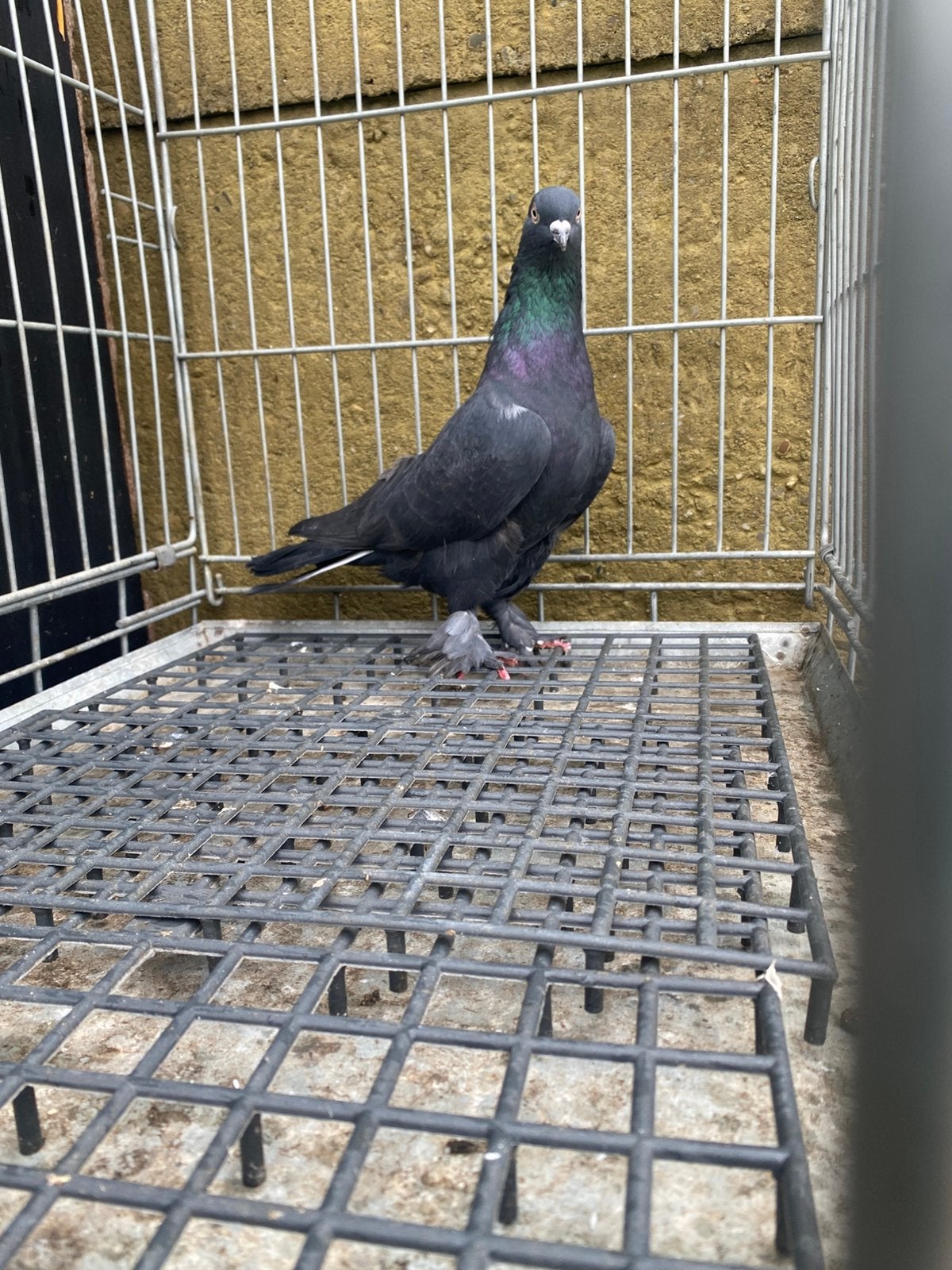 Takla arap, Dieren en Toebehoren, Meerdere dieren, Postduif