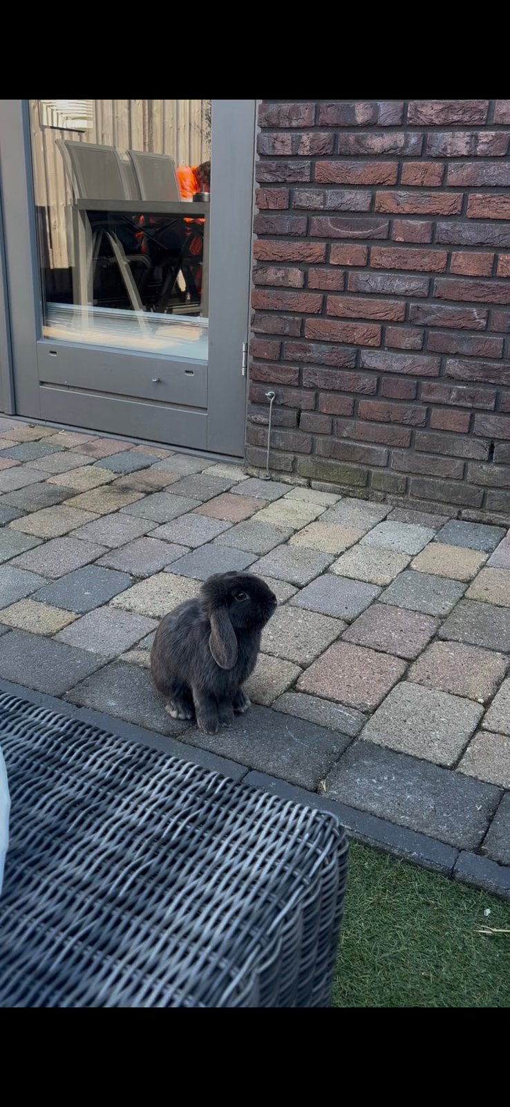 Konijntje af te halen, Dieren en Toebehoren, Konijnen, Mannelijk, Dwerg