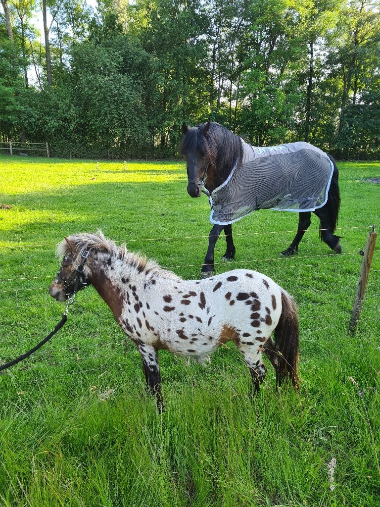 Prachtige Appaloosa mini paardje - Sprinkle, Dieren en Toebehoren, Merrie, Zadelmak, A pony (tot 1.17m), 3 tot 6 jaar
