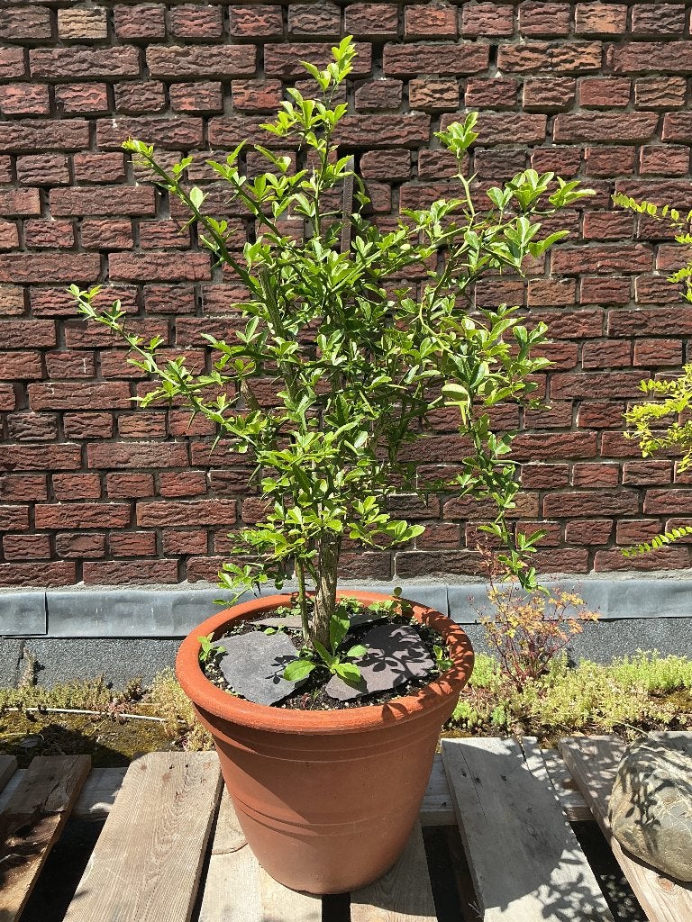 Wilde citroen, Ophalen, Lente, Volle zon, 250 tot 400 cm