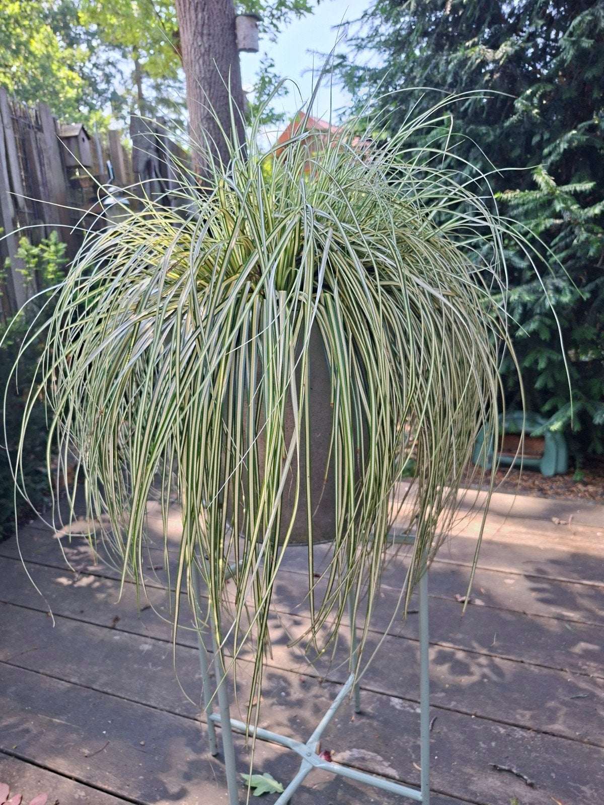 Gote gezonde carex in zinken pot, Ophalen, Bloeit niet, Halfschaduw, Leiboom