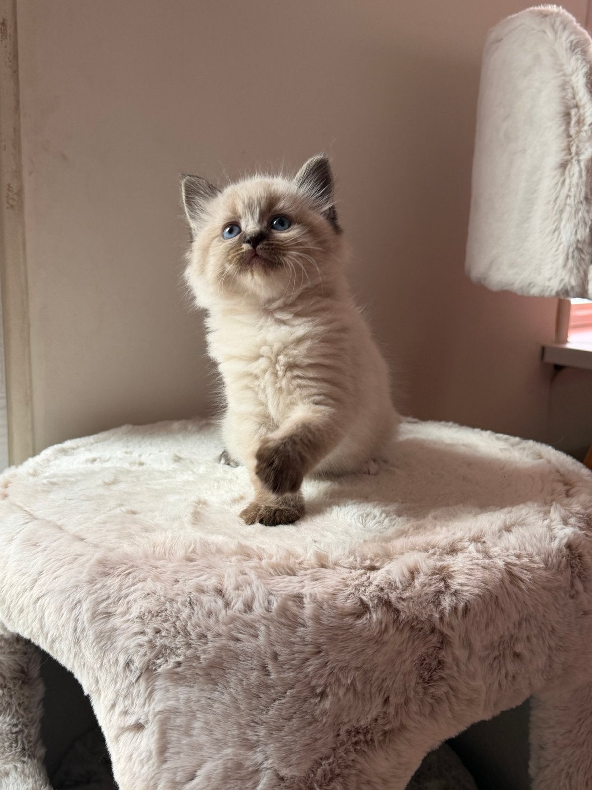 Kittens Neva Masquerade X Ragdoll, Meerdere dieren, Gechipt, 0 tot 2 jaar