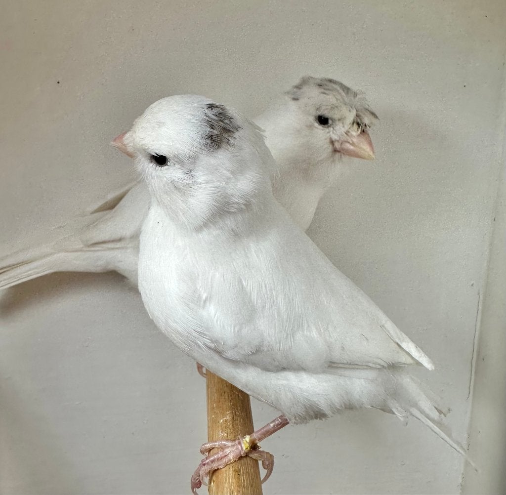 Witte kanaries koppel, Dieren en Toebehoren, Vogels | Kanaries, Meerdere dieren, Kleurkanarie