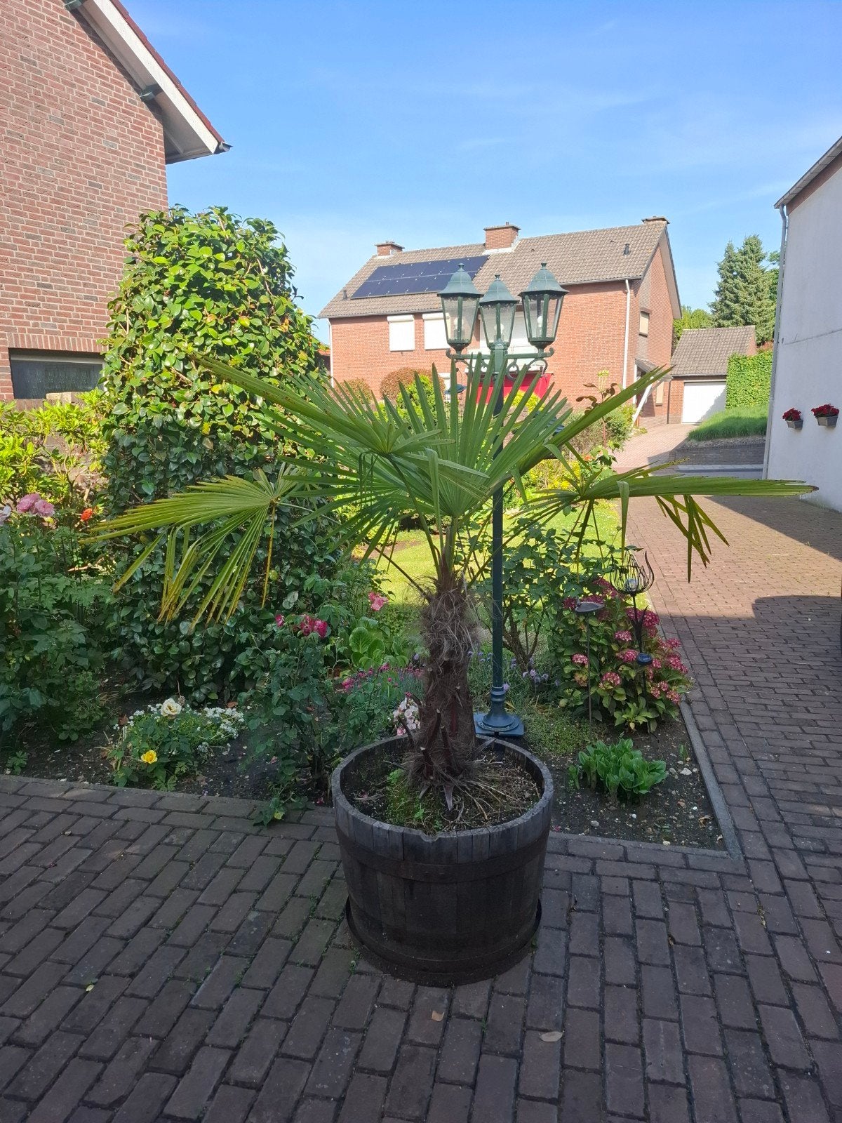 Mooie waaierpalm, exclusief ton, Ophalen, Overige soorten, Volle zon