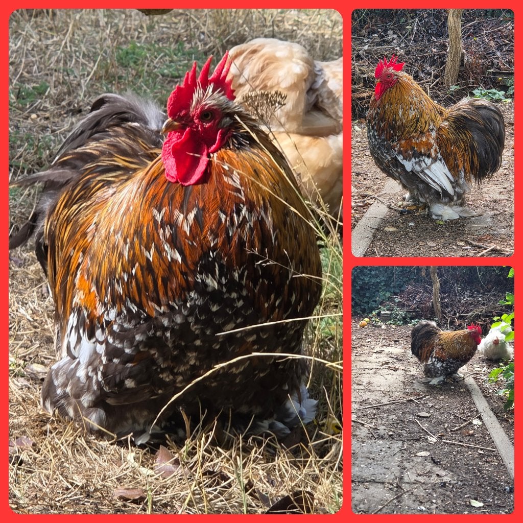 Cochin Haan 2,5, Dieren en Toebehoren, Pluimvee, Mannelijk, Kip